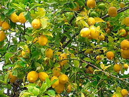 Citrus-limon.jpg