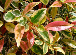 Eugenia-myrtifolia.jpg