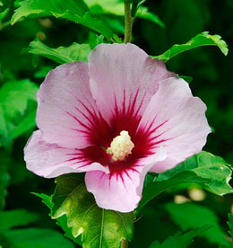 Hibiscus-siriacus.jpg