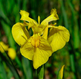 Iris-pseudoacorus.jpg